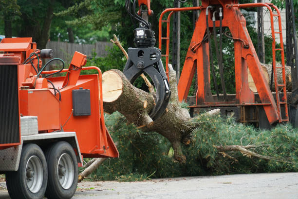 Tree Health Inspection